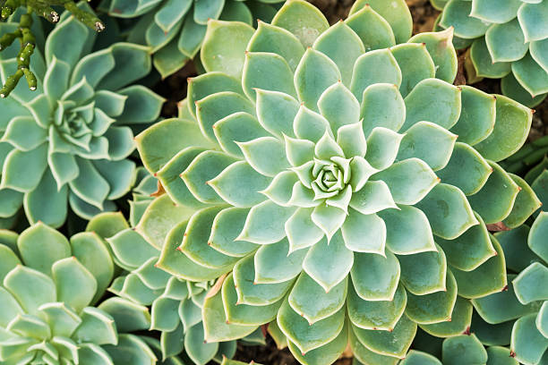 istock Kalanchoe - Rose of desert 500443965