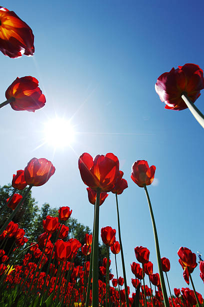 istock red tulips against the sky 500444955