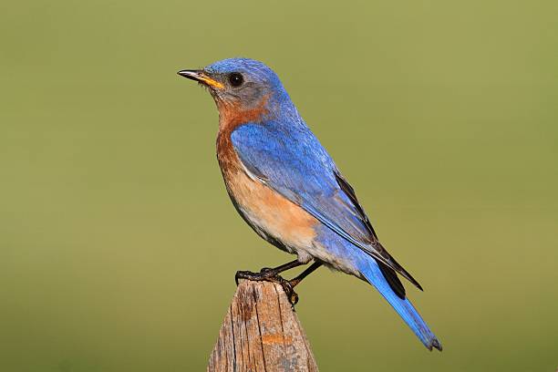istock Male Eastern Bluebird 500445217