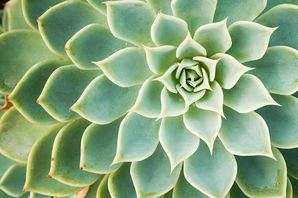 istock Kalanchoe - Rose of desert 500445775