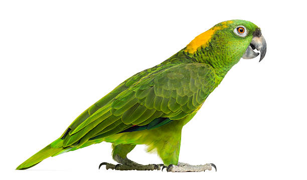 istock Side view of a Yellow-naped parrot walking (6 years old) 500445855