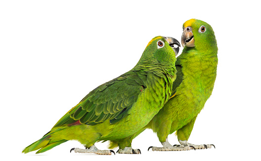 Panama Amazon and Yellow-crowned Amazon isolated on white