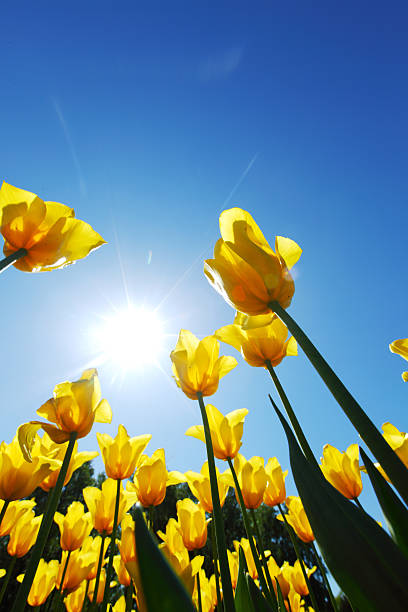 istock yellow tulips against the sky 500446199