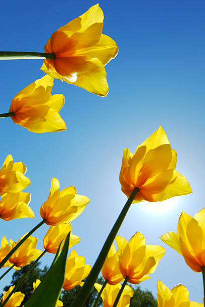 istock yellow tulips against the sky 500446203