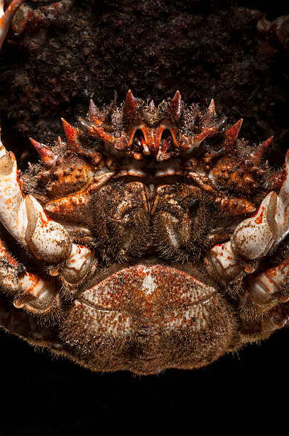 istock European spider crab, shellfish, shell, spine, mandible, black, crustacean 500446513