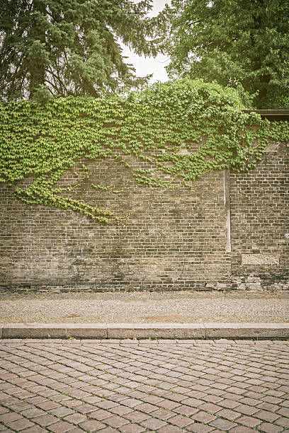 istock overgrown ivy brick wall with pavement and cobblestone road 500446537