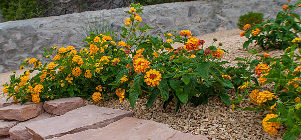 These colorful varieties of lantana flowers (New Gold and Citrus) are common in desert landscaping in Southwest USA cities such as Las Cruces, New Mexico. Lantana (lantana camara) is considered a weed in some parts of the world. But in the desert, the flowers are a welcome sight because they are both beautiful and hardy in dry climates.