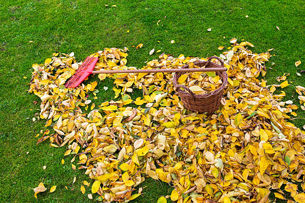 istock Autumn - Gardening - leaves Sweeping 500450152