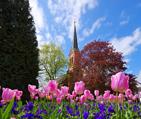 tulips in spring and church in background