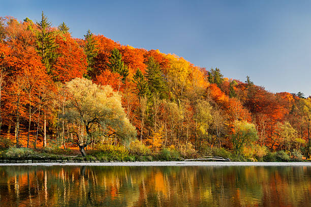 istock Forest during autumn at Isar in Munich 500452236