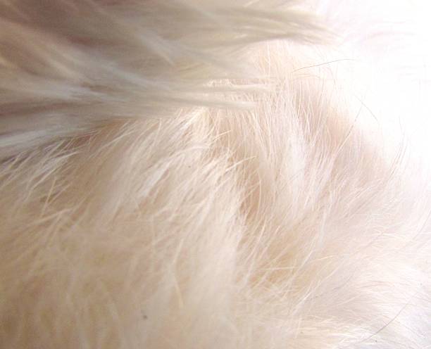 istock white dog animal fur background 500455216