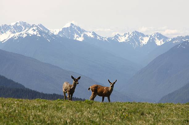istock Two Deer On Hurricane Ridge In Olympic National Park 500455267