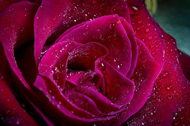 Wet red rose macro stock photo