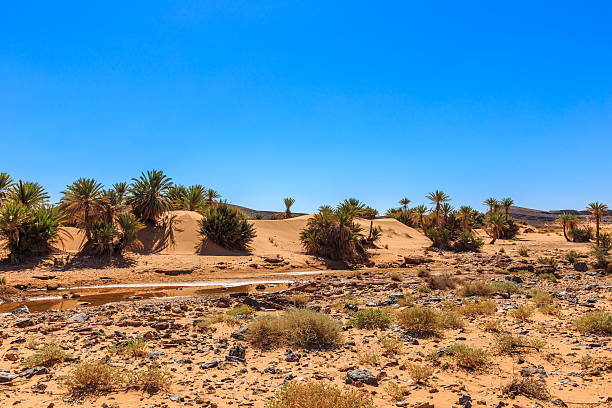istock Oasis in the Sahara desert 500455622