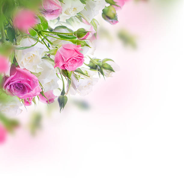 istock Bouquet of white and pink 500455917