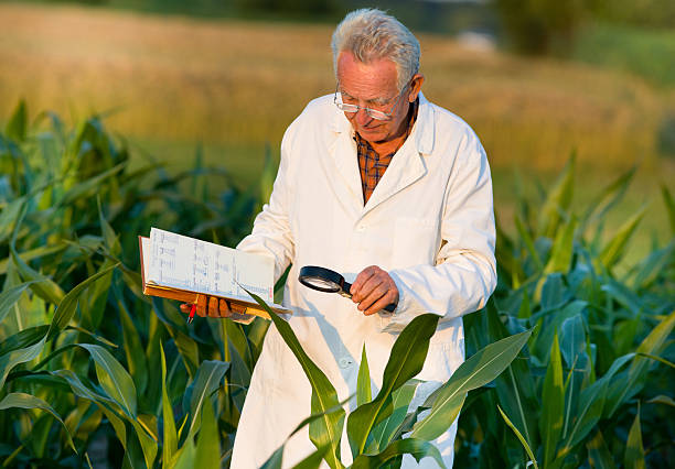 agronom w polu - corn corn crop field stem zdjęcia i obrazy z banku zdjęć