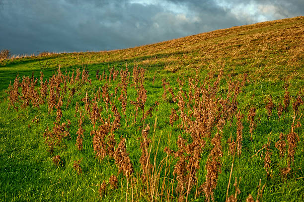 sunrise -クレイヒル warminster - non urban scene england rural scene hill range ストックフォトと画像