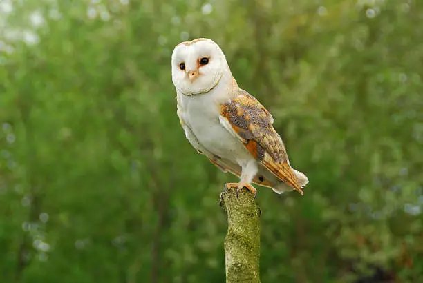 Photo of Single barn Owl on top of a tree trunk.