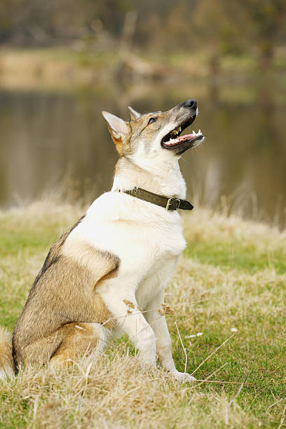 istock Young husky dog  on the open air 500457494