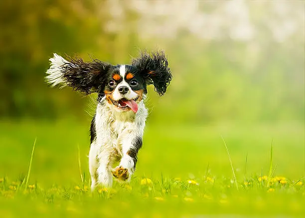fun and beautiful cavalier king charles spaniel dog running in summer