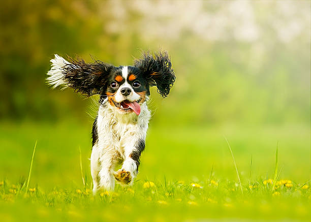 Diversão e bela spaniel cavalier king charles cachorro correndo - foto de acervo