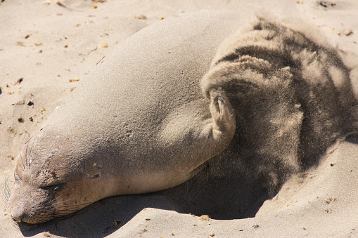 Elephant seal female Mirounga angustirostris flips sand on her back to control temperature while ashore at the Piedras Blancas rookery. Piedras Blancas, California, 2015.