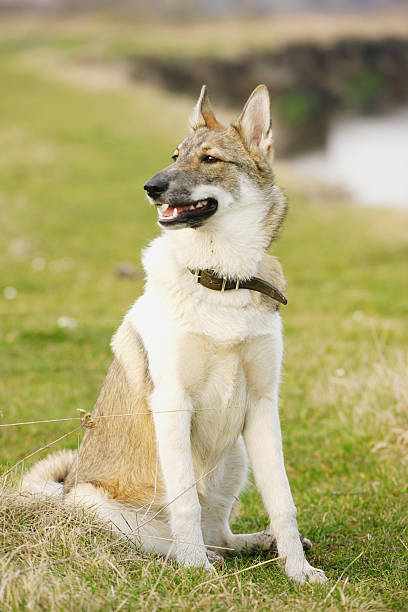 istock Young husky dog  on the open air 500457944