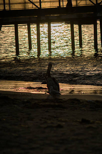 brown pelican in flight