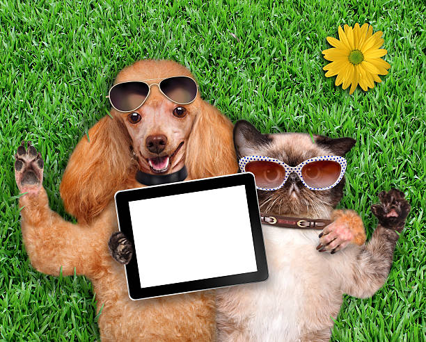 istock Cat and dog taking a selfie. 500458885