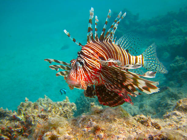 istock underwater life of tropical sea 500459430