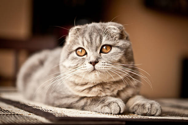 Scottish Fold Cat stock photo