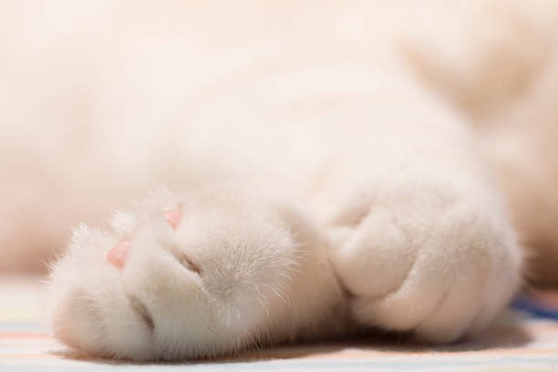 Grey and white cat lying on its back on the floor, enjoying a moment of relaxation