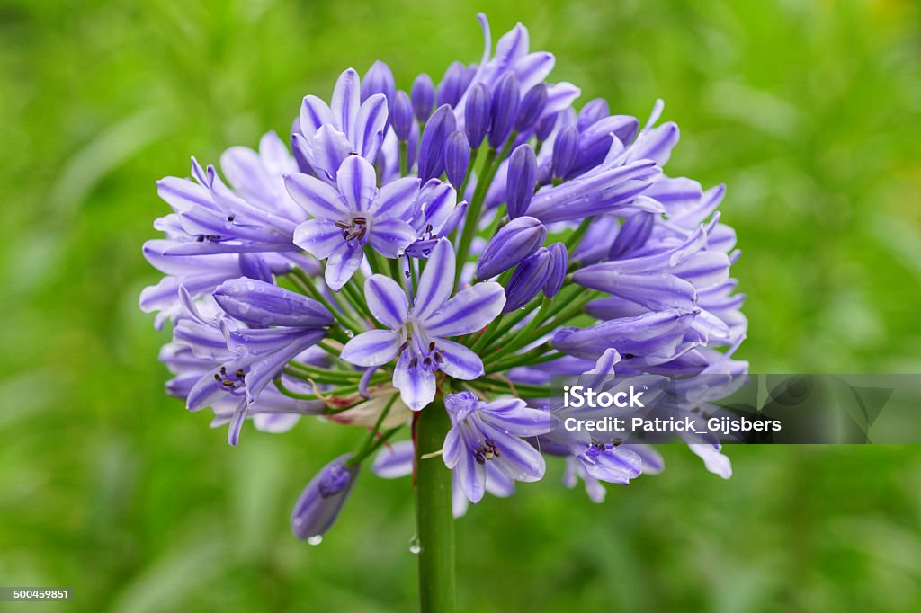 Blue lily Names: Common Agapanthus, Blue Lily, African Lily, Lily of the Nile African Lily Stock Photo