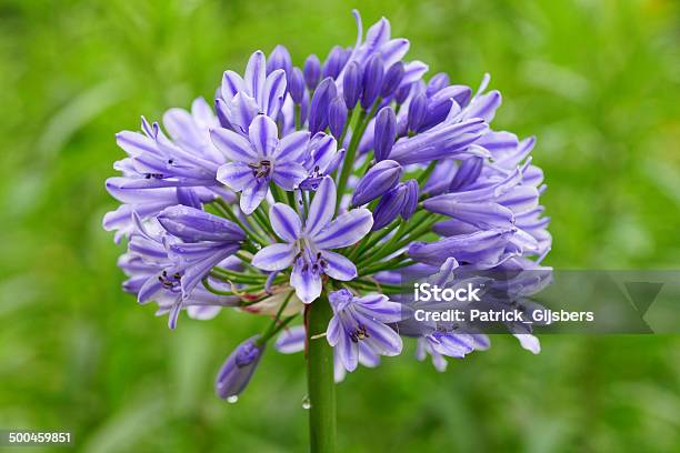 Blue Lily Stock Photo - Download Image Now - African Lily, Flower, Horizontal