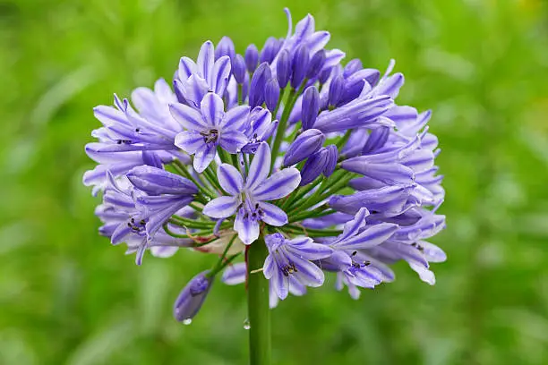 Names: Common Agapanthus, Blue Lily, African Lily, Lily of the Nile