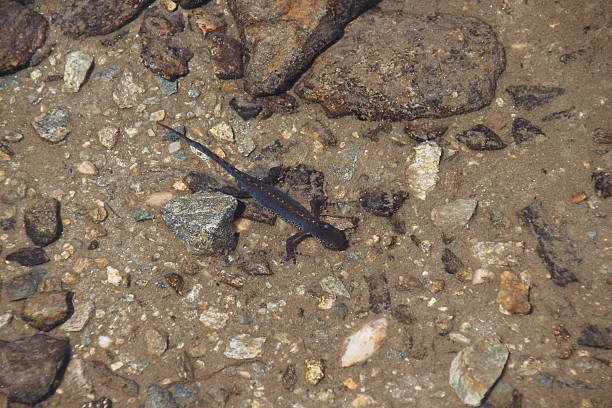 istock Salamander in an Alpine Pond with Clear Water 500460327