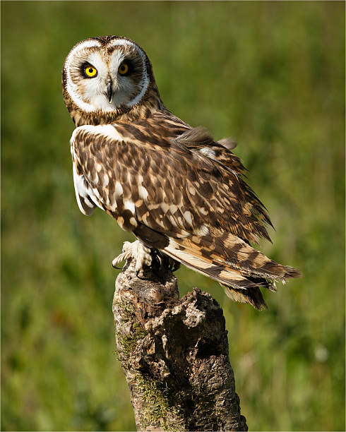 istock Short-eared Owl On A Fencepost 500460707