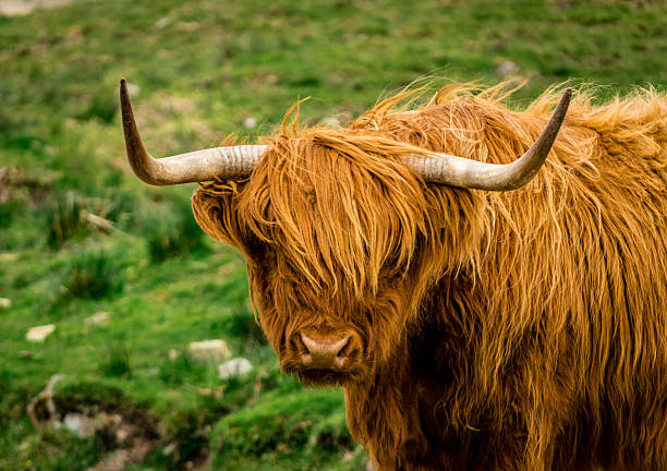 istock Scottish Highland Cow 500460886
