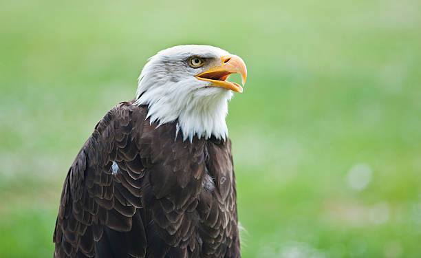 Soon Eagle stock photo