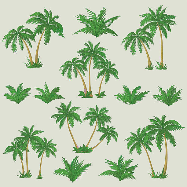 ilustrações, clipart, desenhos animados e ícones de palmeiras tropicais conjunto - palm tree tree isolated landscaped