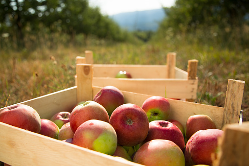 Crates of Apples in after picking in orchard