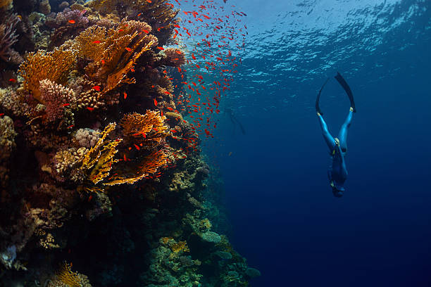 istock Freediver in the sea 500461594