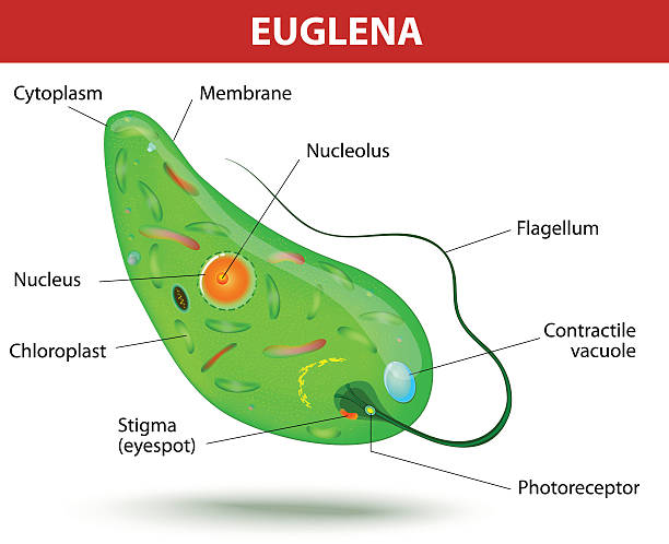 konstrukcja euglena - algae cell plant cell micro organism stock illustrations