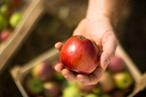 Farmer holding an apple