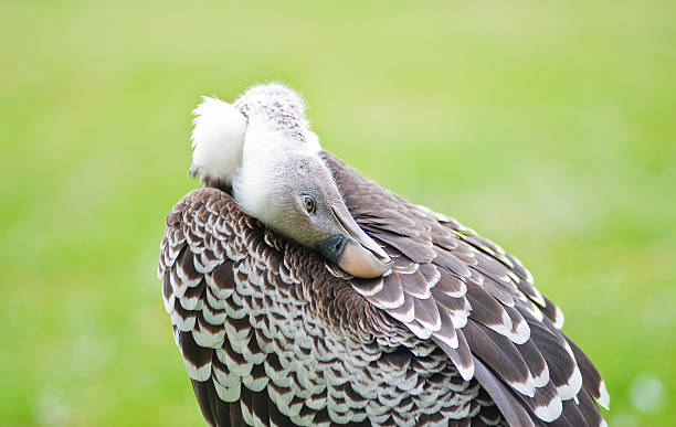 Griffon Vulture stock photo