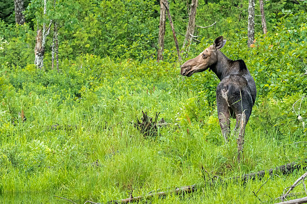 Cow Moose Cow Moose in the woods. cow moose stock pictures, royalty-free photos & images