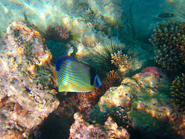 istock underwater life of tropical sea 500462624