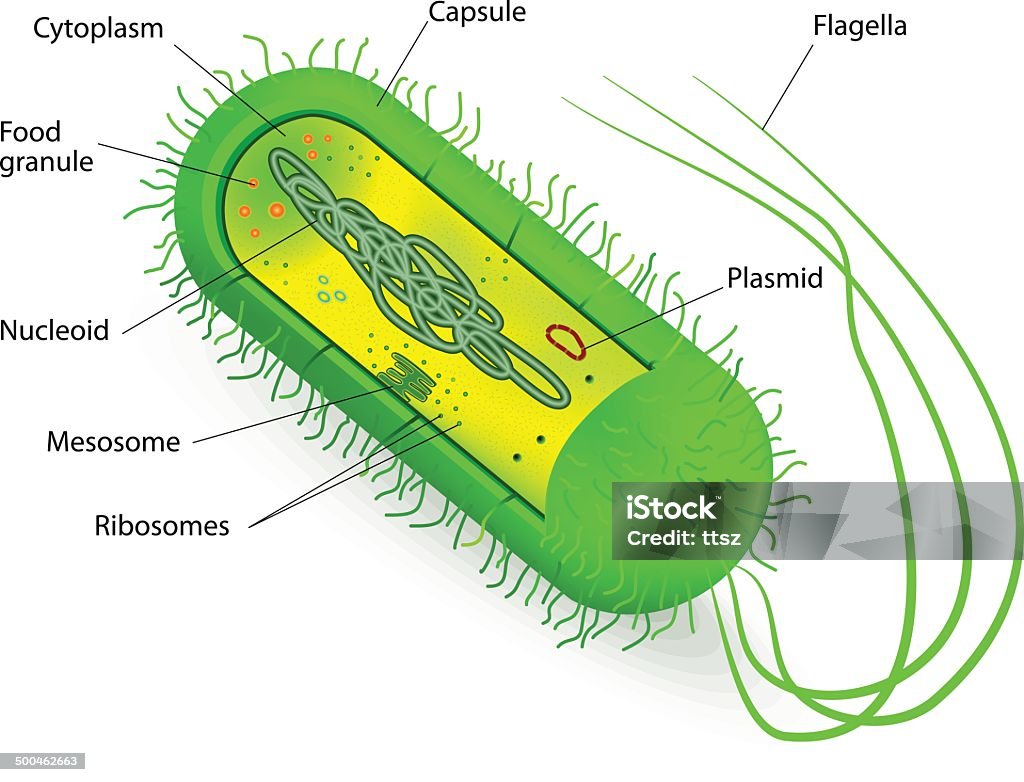 Bacteria Cell Structure Stock Illustration - Download Image Now -  Biological Cell, Bacterium, Capsule - Medicine - iStock