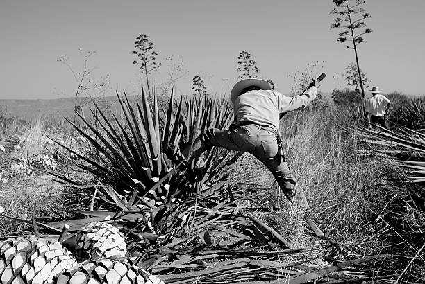 man work in tequila industry A man work in tequila industry black and white agave plant stock pictures, royalty-free photos & images