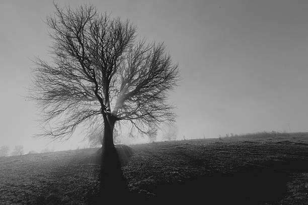 istock Sole tree in a fogy morning 500463278